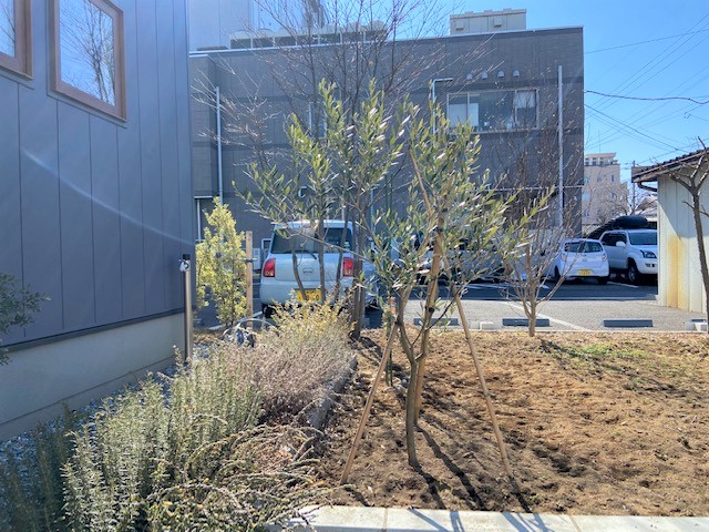 オリーブの木の地植え 松本市 安曇野市 塩尻市 山形村の土地 戸建 マンション売買なら新栄土地へ